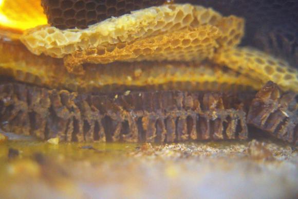 12. U voštanoj sobi proliveno mleko biće žute boje, Zorana Milićević