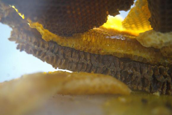 10. U voštanoj sobi proliveno mleko biće žute boje, Zorana Milićević